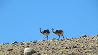 Rheas